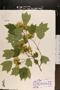 Acer buergerianum image