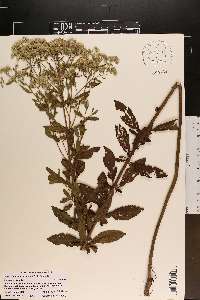 Eupatorium semiserratum image