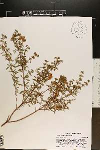 Hypericum galioides image