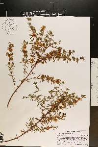 Hypericum galioides image