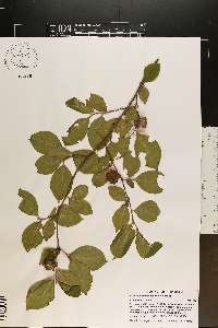 Stewartia malacodendron image