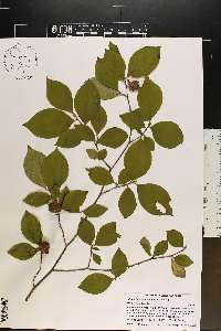 Stewartia malacodendron image