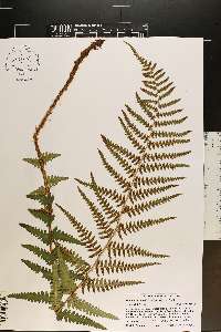 Dryopteris ludoviciana image