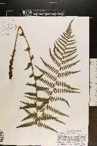 Dryopteris ludoviciana image