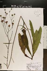 Vernonia acaulis image