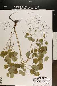 Thalictrum clavatum image