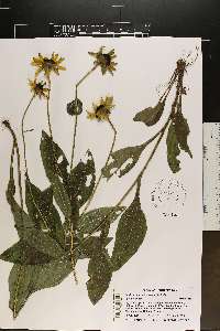 Rudbeckia hirta var. hirta image