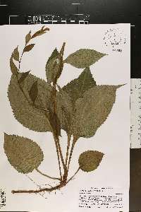 Solidago faucibus image