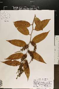 Leucothoe fontanesiana image