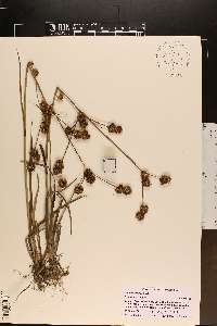 Juncus validus image