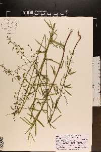 Desmodium tenuifolium image