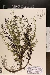 Mecardonia acuminata image