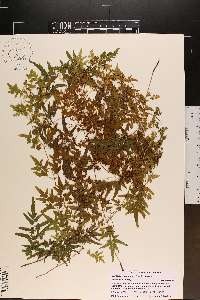 Lygodium japonicum image