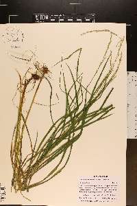 Glyceria melicaria image