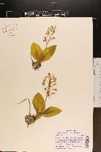 Liparis liliifolia image