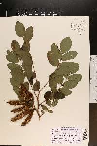 Robinia hispida image