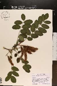 Robinia hispida image