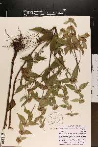 Pycnanthemum pycnanthemoides image