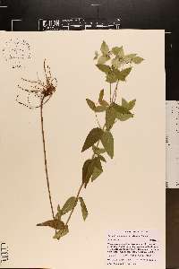 Pycnanthemum muticum image