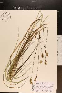 Carex normalis image