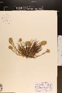 Ipomopsis congesta var. pseudotypica image