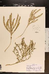 Lepidium densiflorum image