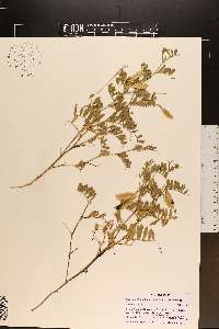 Vicia americana subsp. minor image
