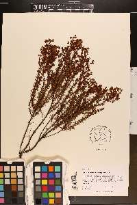 Hypericum brachyphyllum image