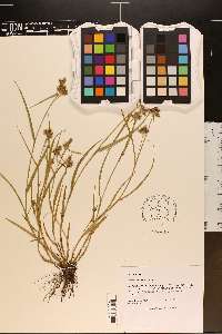 Fuirena squarrosa image