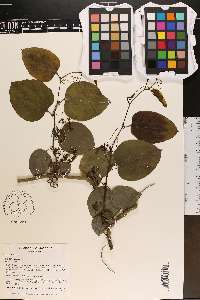 Smilax tamnoides image