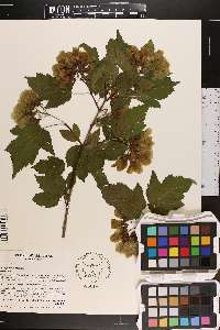 Acer ginnala image