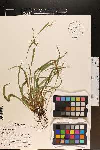 Carex flaccosperma image