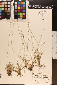 Lachnocaulon anceps image