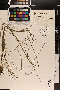 Schoenoplectus subterminalis image