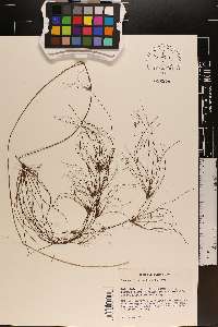 Schoenoplectus subterminalis image