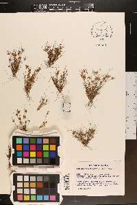 Bulbostylis stenophylla image