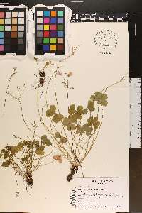 Oxalis articulata image