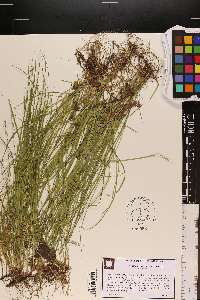 Carex socialis image
