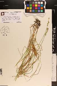 Carex normalis image