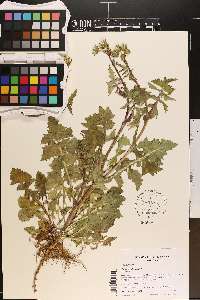 Sonchus oleraceus image