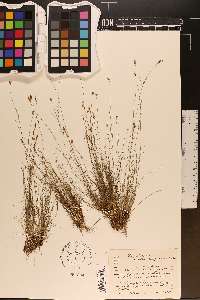 Rhynchospora pusilla image