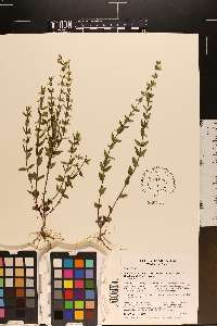 Scutellaria parvula var. leonardii image