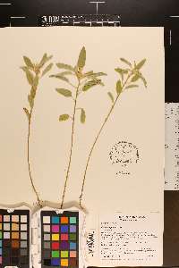 Croton capitatus image