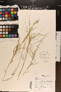 Muhlenbergia schreberi image