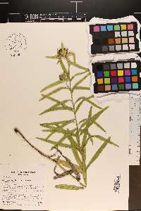 Liatris compacta image