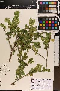 Ilex crenata image