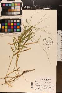 Muhlenbergia sobolifera image