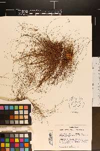 Eleocharis baldwinii image