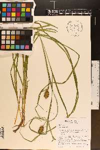 Carex squarrosa image