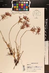 Cyperus rotundus image